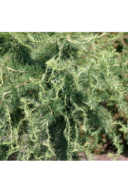 Модрина європейська Хорстманн Рекурвед